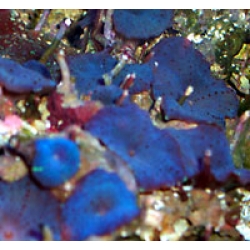 Дискоактинии LUX синие на камне (Discosoma sp.)